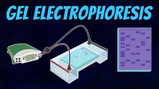 Gel Electrophoresis of DNA [upl. by Bowden]