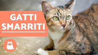 I gatti smarriti tornano sempre a casa [upl. by Mckenzie]