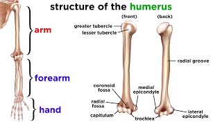 The Skeletal System [upl. by Magdalene]