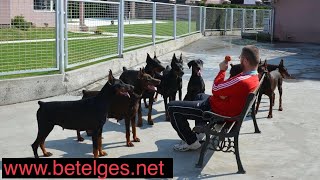 Doberman kennel Betelges [upl. by Okimat]