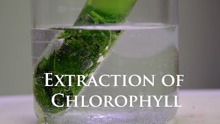 Extraction and Fluorescence of Chlorophyll [upl. by Ahsienod955]