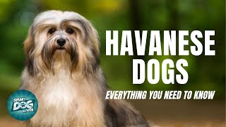 Havanese Dogs Breed Guide  Dogs 101  Havanese Dog [upl. by Anesuza]