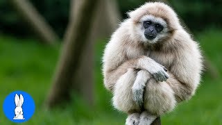 Cute Gibbons Playing amp Climbing [upl. by Hanfurd]