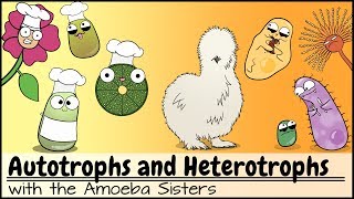 Autotrophs and Heterotrophs [upl. by Zonnya801]