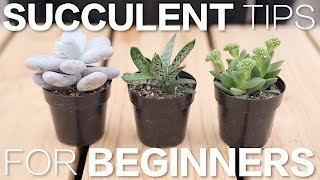 Succulent Tips for Beginners  Garden Answer [upl. by Winona]