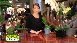 How to properly care for Orchids [upl. by Landers]