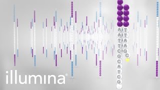 Overview of Illumina Sequencing by Synthesis Workflow  Standard SBS chemistry [upl. by Samohtnhoj857]