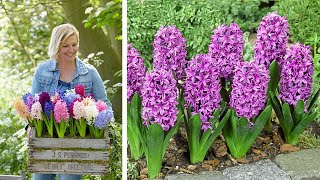 How to Plant Bedding Hyacinths Spring Garden Guide [upl. by Monsour3]