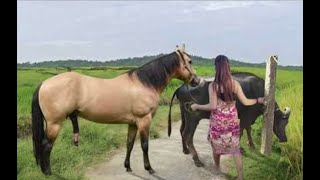 My sister training care her lovely horse in beginner 2021 [upl. by Ahsikat391]