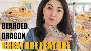 BEARDED DRAGON  Meet My Cute Dragon  Bearded Dragon Facts  Creature Feature [upl. by Kreitman272]