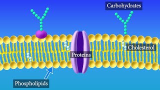 Cell Membrane Structure and Function [upl. by Kelula]