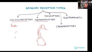 Types of Sensory Receptors [upl. by Octavus]