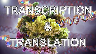 Transcription and Translation ANIMATION  MADE EASY [upl. by Ynamad]