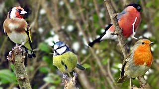 Beautiful Birds Chirping amp Singing in The Hedge  Robin amp More Bird Song amp Sounds [upl. by Nadbus828]