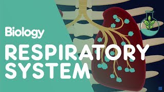 Respiratory System  Introduction  Physiology  Biology  FuseSchool [upl. by Natsyrk]