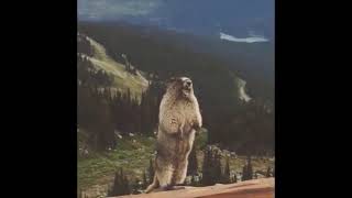 Gopher Marmot Allen Allen Scream [upl. by Notserc]