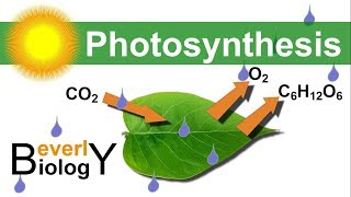 Photosynthesis in detail [upl. by Fonda]