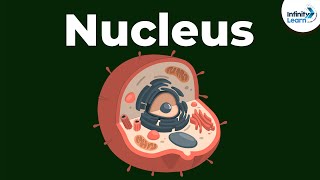 Nucleus  Cell  Infinity Learn [upl. by Nievelt]