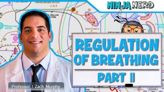 Respiratory  Regulation of Breathing Central amp Peripheral Chemoreceptors Part 2 [upl. by Ymeraj]