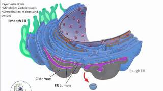 Endoplasmic Reticulummp4 [upl. by Woody222]