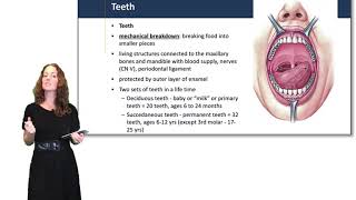 Digestive System Mouth Pharynx amp Esophagus [upl. by Mufinella600]