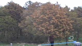 Massive Tree Pollen Explosion Explained [upl. by Jacoby]