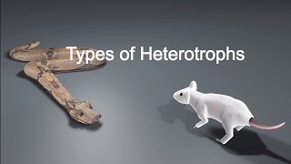 Types of Heterotrophs [upl. by Enialehs252]