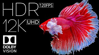 Real 12K HDR 120fps Dolby Vision [upl. by Dadinirt]