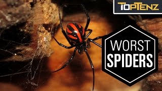 Top 10 Most VENOMOUS SPIDERS in the WORLD [upl. by Ihteerp482]