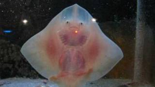 Dancing baby stingrays [upl. by Willy]