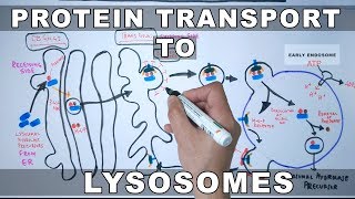 Lysosomal Protein Targeting [upl. by Dulla]