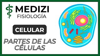 Fisiología Celular  La Célula partes y funciones IGdoctorpaiva [upl. by Banyaz]