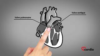 Anatomie du coeur  version française [upl. by Turley]