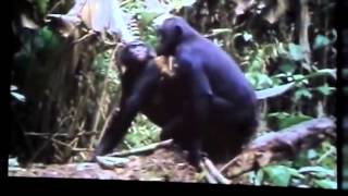 La reproduction chez les primates [upl. by Swec201]