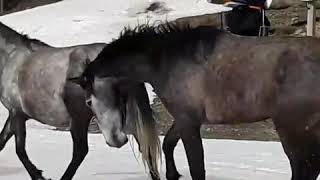 La espectacular imagen de caballos salvajes corriendo por las pistas de Sierra Nevada [upl. by Soirtimid]