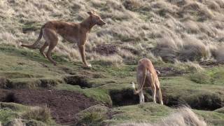 Working Lurchers The calm before the storm [upl. by Odlavso]