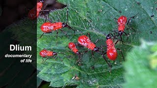 Cotton stainer bugs Dysdercus [upl. by Orose]