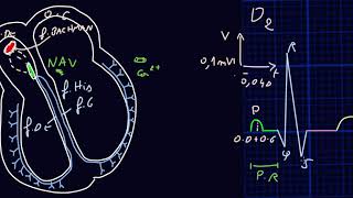 ECG  Introduction  Docteur Synapse [upl. by Avehsile]