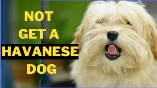 5 Reasons Why You Should Not Get a Havanese Dog [upl. by Yznyl]