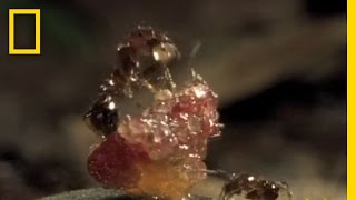 FleshEating Ants  National Geographic [upl. by Nage486]