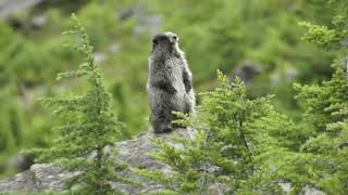 Mountain Marmot calling warning whistle Mt Baker Yelling [upl. by Ojiram]