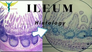 Histology of Ileum [upl. by Atauqal119]