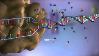 From DNA to protein  3D [upl. by Alonso206]