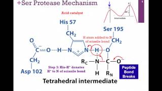 038Chymotrypsin Mechanism [upl. by Toddy545]