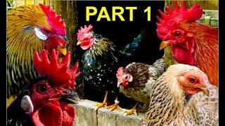 Top10 MOST BEAUTIFUL BANTAM CHICKENS Part 1 Serama Wyandotte Brahma Leghorn bantams [upl. by Ynnad]