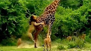 Lions VS Giraffe Fight to the death [upl. by Mihe]