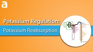 Potassium Regulation Potassium Reabsorption [upl. by Pauline]