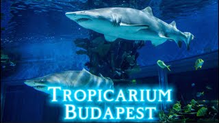 Tropicarium Budapest [upl. by Royce170]