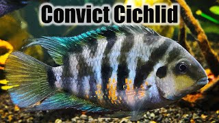 Convict Cichlid  Care Guide amp Species Profile [upl. by Oicnerolf]