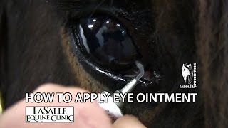 How to Apply Eye Ointment to a Horse [upl. by Heywood]